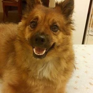 Meet your Posher, Iris